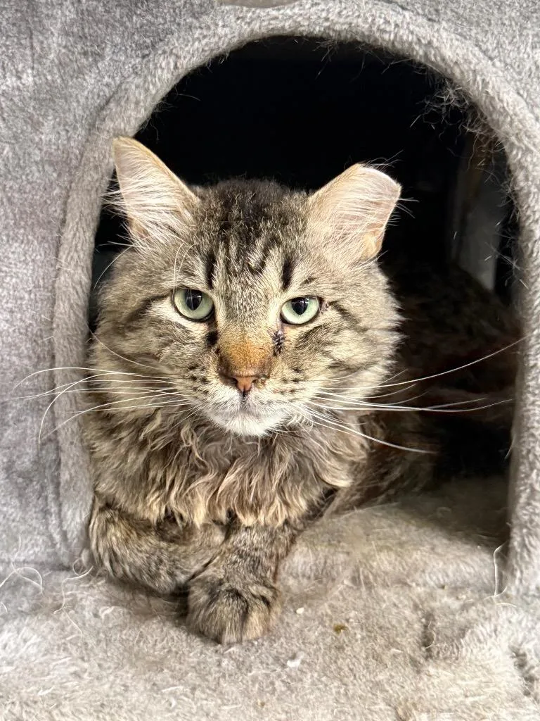A young large-sized male Domestic Short Hair cat named Scruffy for adoption in Sapulpa, OK