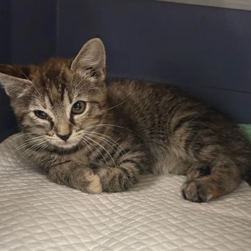 A baby small-sized male Domestic Short Hair cat named Jack O'Lantern for adoption in Greenville, SC