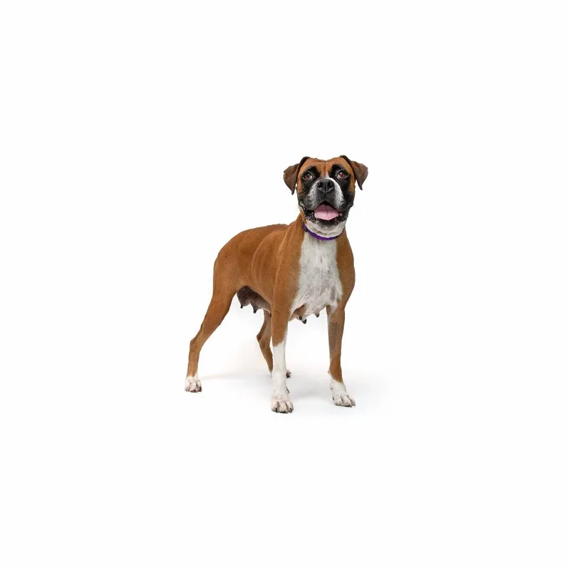 An adult medium-sized female Brown / Chocolate Boxer dog named Evita for adoption in Playa Vista, CA