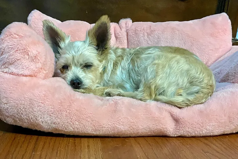 A senior small-sized male Yorkshire Terrier dog named Cody for adoption in Bethel, CT