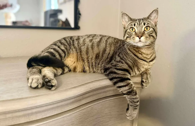 A young small-sized male Tabby (Brown / Chocolate) Domestic Short Hair cat named Maze for adoption in Stoughton, WI