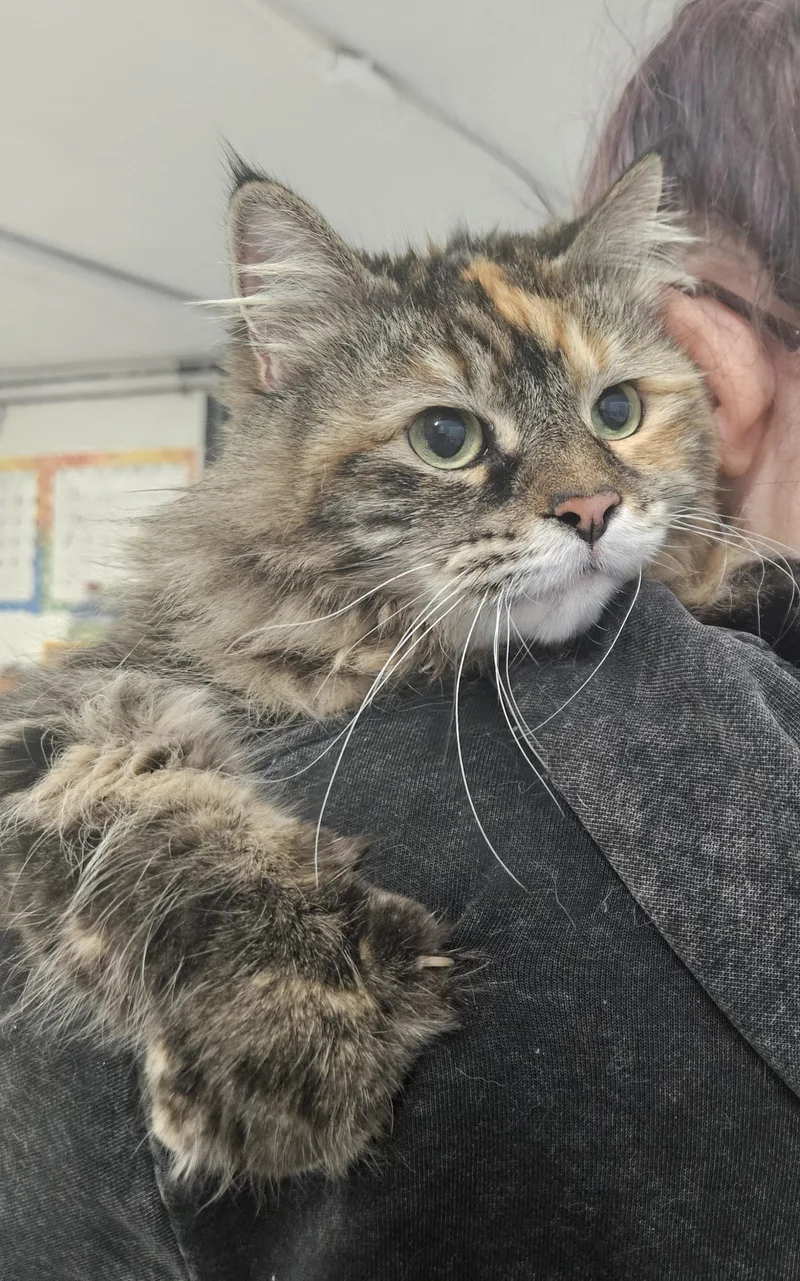 A senior extra large-sized female Maine Coon cat named Blitzer for adoption in Claremont, NH