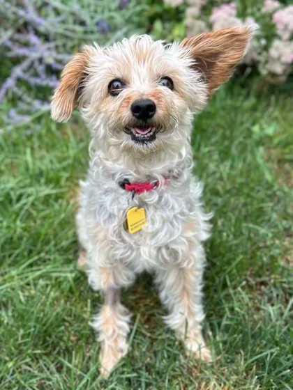 A senior small-sized female Yorkshire Terrier dog named Janis for adoption in Malvern, PA