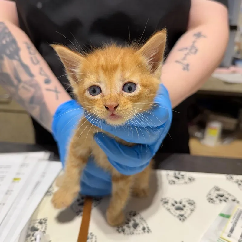 A baby small-sized male Orange / Red Domestic Short Hair cat named Wisp for adoption in Milton, FL