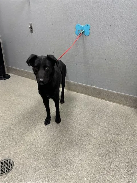 A young large-sized female Labrador Retriever dog named Maple Syrup for adoption in Las Vegas, NV