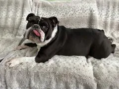 A young medium-sized female Black Bulldog dog named Stella for adoption in Stony Brook, NY