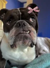 Stella thumbnail 4
