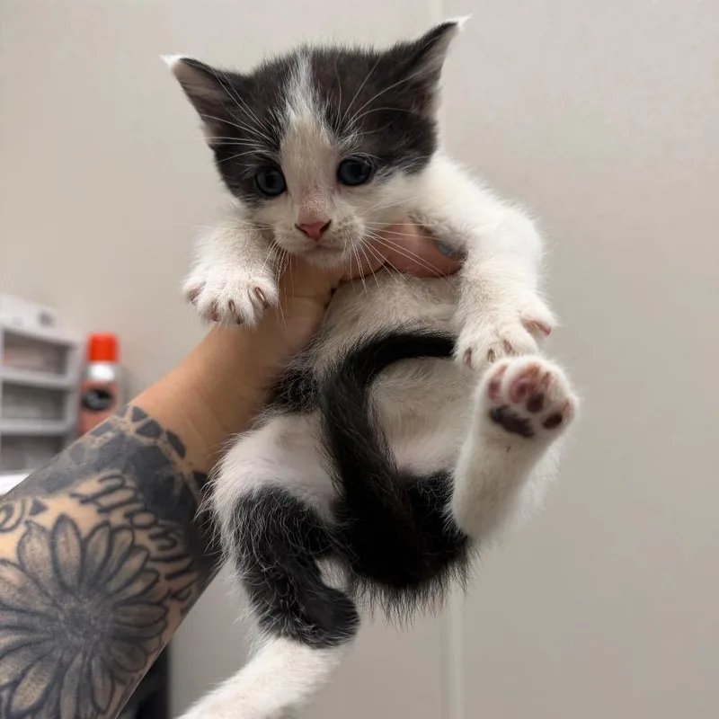 A baby small-sized female Brown / Chocolate Domestic Short Hair cat named Forest for adoption in Morganton, NC