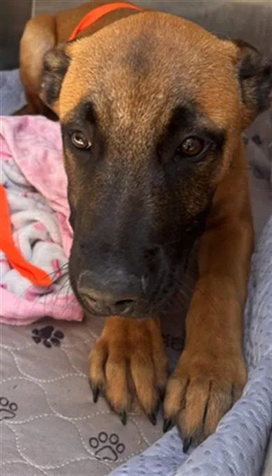 A baby small-sized male Belgian Shepherd / Malinois dog named A for adoption in Olivehurst, CA