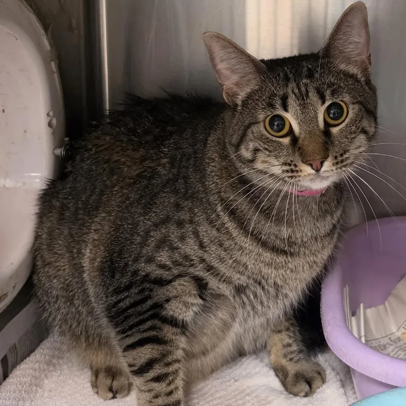 An adult large-sized female Domestic Short Hair cat named Little Paws for adoption in Ardmore, OK