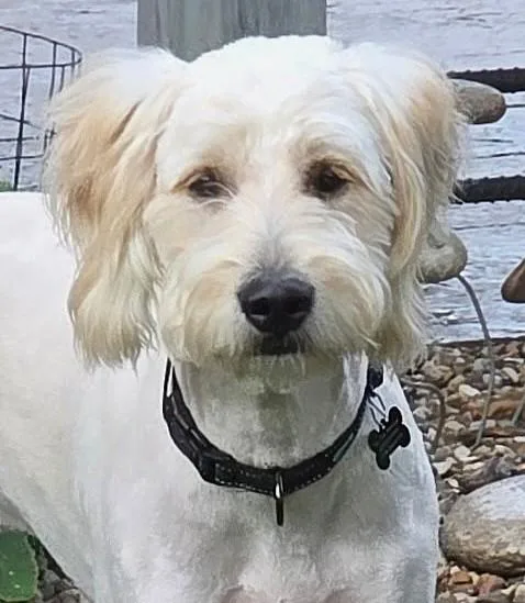 A baby large-sized male Golden Goldendoodle dog named Karl for adoption in Lisbon, IA