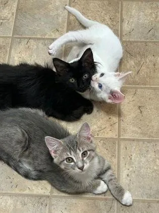 A baby small-sized male Tabby (Gray / Blue / Silver) Domestic Short Hair cat named Sully for adoption in Williamsport, PA
