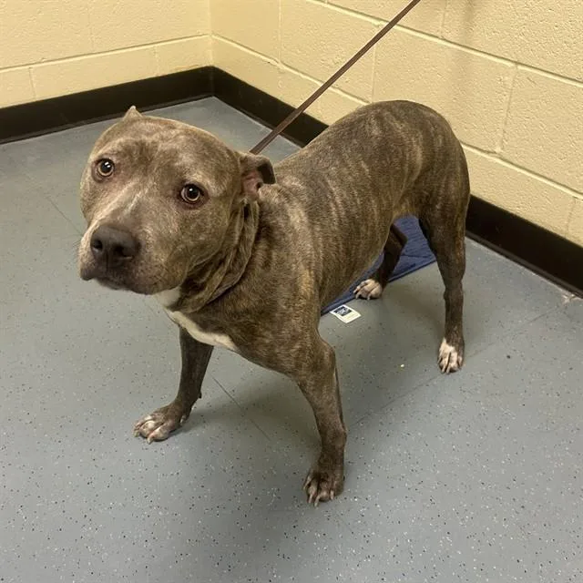An adult large-sized female Pit Bull Terrier dog named Papaya for adoption in Denver, CO