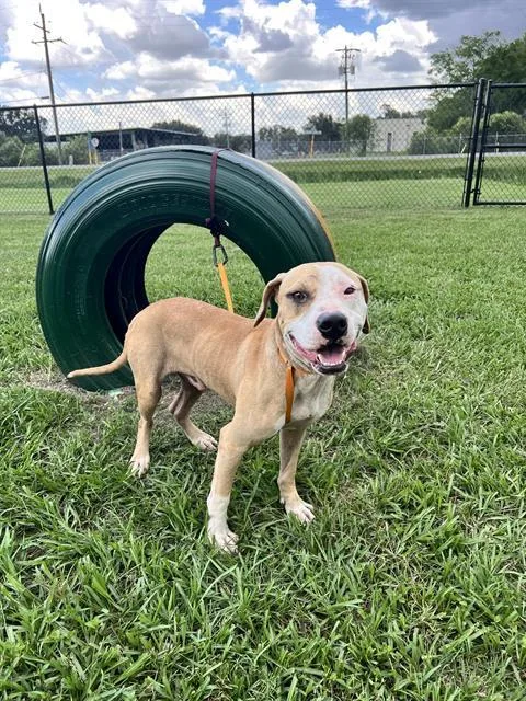 A young medium-sized male American Bulldog dog named A for adoption in Winter Haven, FL