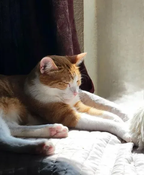 An adult medium-sized male Tabby (Orange / Red) Domestic Short Hair cat named Danny for adoption in Sierra Vista, AZ