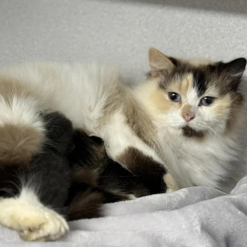 A young small-sized female White Domestic Long Hair cat named Cookie for adoption in Chantilly, VA