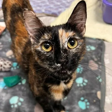 A young medium-sized female Tortoiseshell Domestic Short Hair cat named Pebbles for adoption in Hawthorne, CA