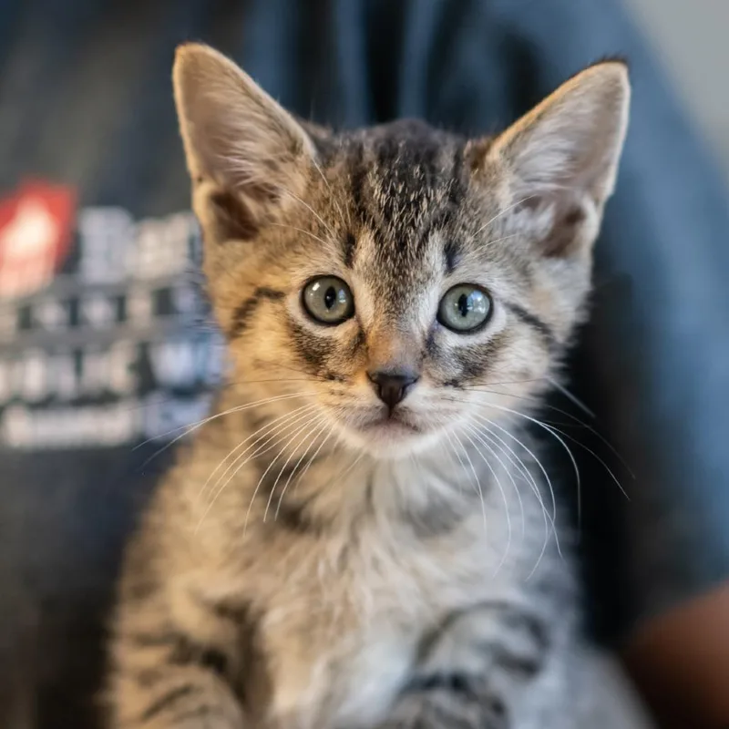 A baby small-sized male Domestic Short Hair cat named Austin for adoption in Bartlett, TN