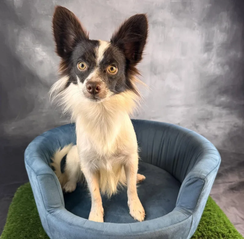 An adult small-sized male Papillon dog named Echo for adoption in Garland, TX