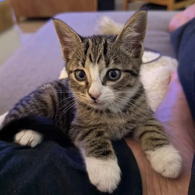 A baby small-sized male Gray / Blue / Silver Domestic Short Hair cat named Scrappy for adoption in Winder, GA
