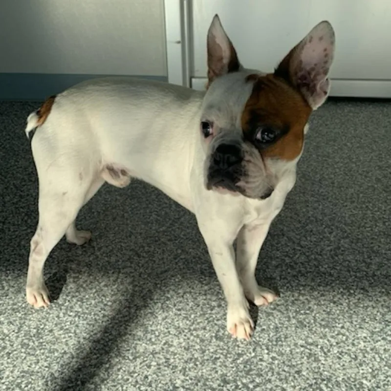 An adult small-sized male Boston Terrier dog named Cronut for adoption in Nashville, TN