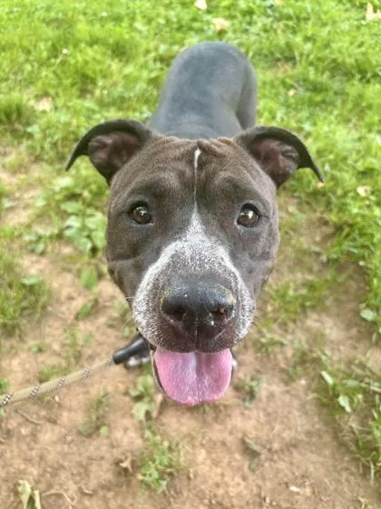 An adult large-sized female Mixed Breed dog named Chicharrone for adoption in West Chester, PA