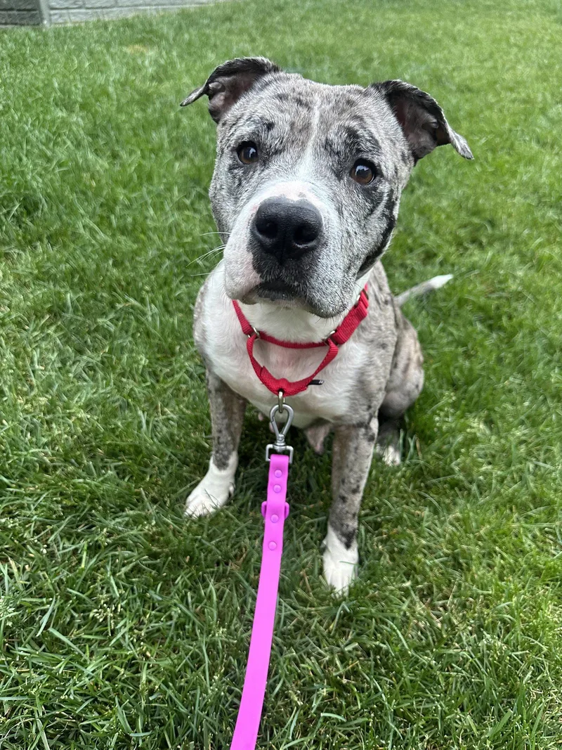 A young medium-sized female Pit Bull Terrier dog named Cherry for adoption in Rockville, MD