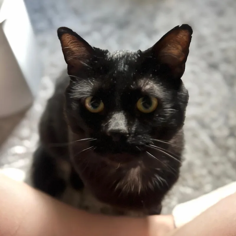 A young medium-sized male Black Domestic Short Hair cat named Bear for adoption in Plymouth, MN