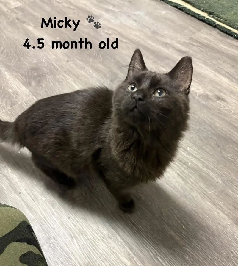 A baby small-sized male Black Domestic Medium Hair cat named Mickygroup for adoption in Telford, PA