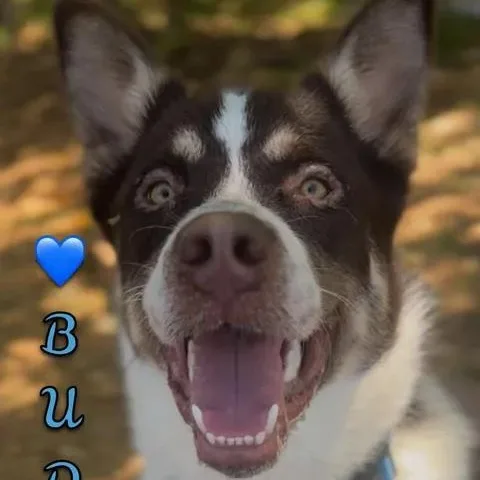 Buddy thumbnail 3