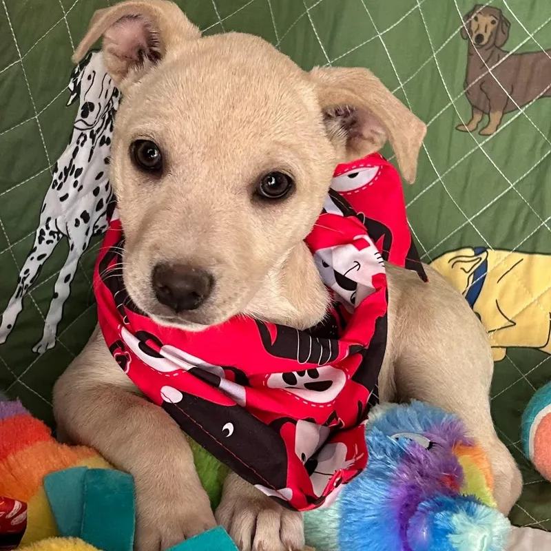 Princess thumbnail 6