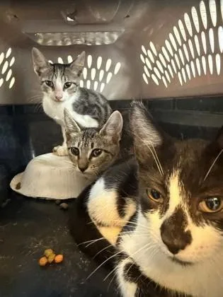 A baby medium-sized unknown Domestic Short Hair cat named Clove for adoption in Port Allen, LA