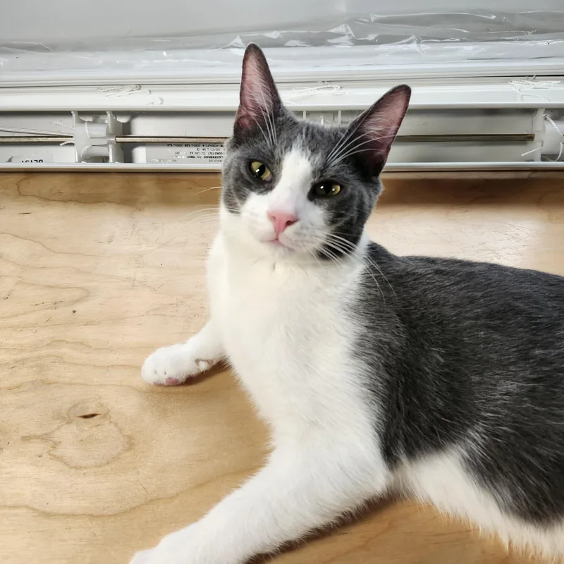 A baby small-sized male Gray & White American Shorthair cat named Teddy  RADAR EARS for adoption in Bristow, VA