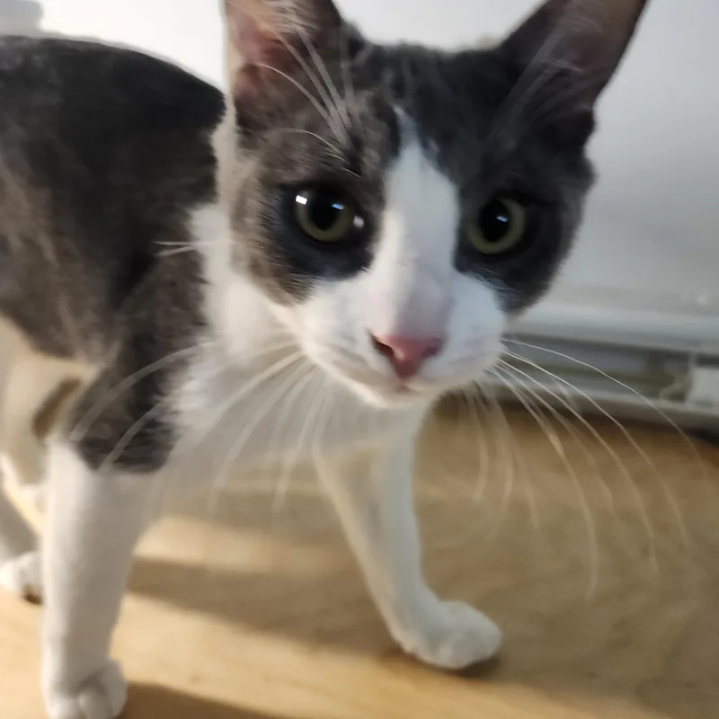Teddy  RADAR EARS thumbnail 2