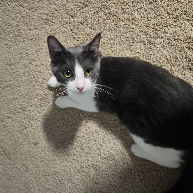 Teddy  RADAR EARS thumbnail 3