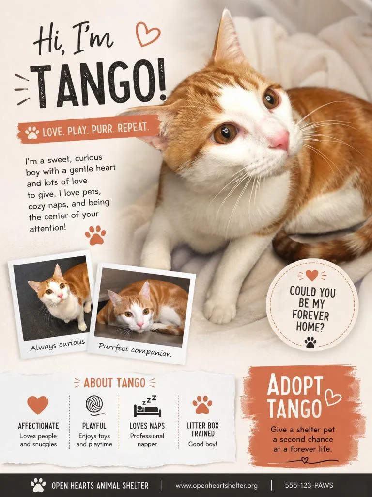 A baby large-sized male Domestic Short Hair cat named Bo for adoption in Columbia, TN