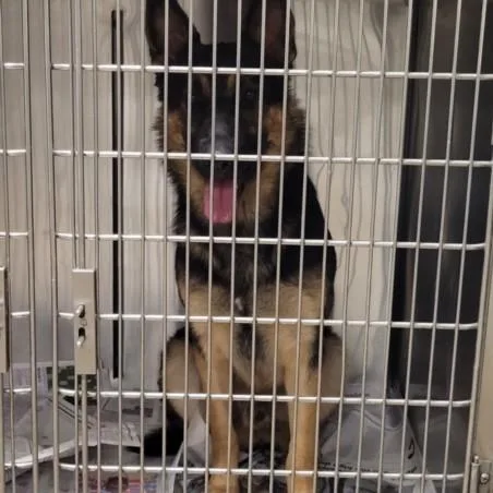 A young large-sized male German Shepherd Dog dog named Ricky for adoption in Van Nuys, CA