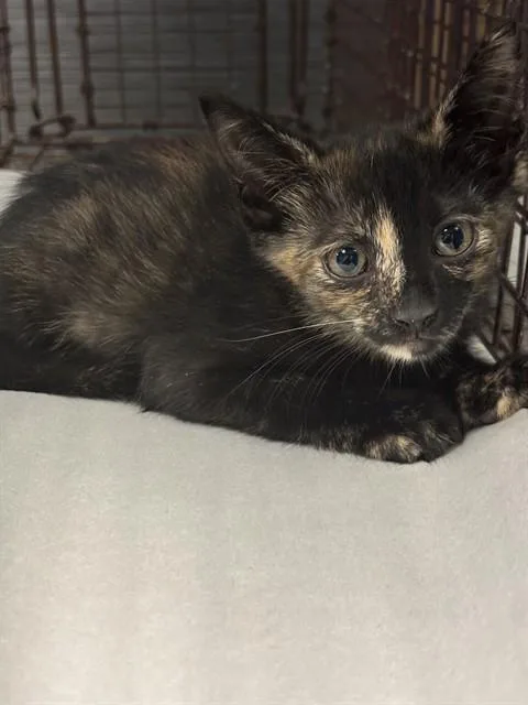 A baby small-sized female Domestic Short Hair cat named Macy for adoption in Miami, FL