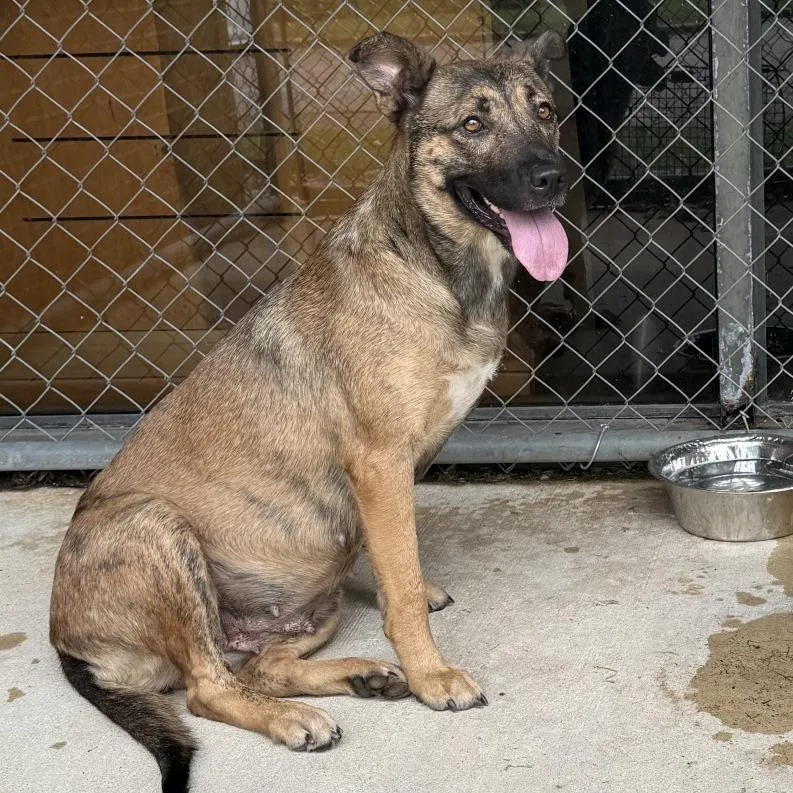 An adult large-sized female Shepherd dog named Snickerdoodle for adoption in Birmingham, AL