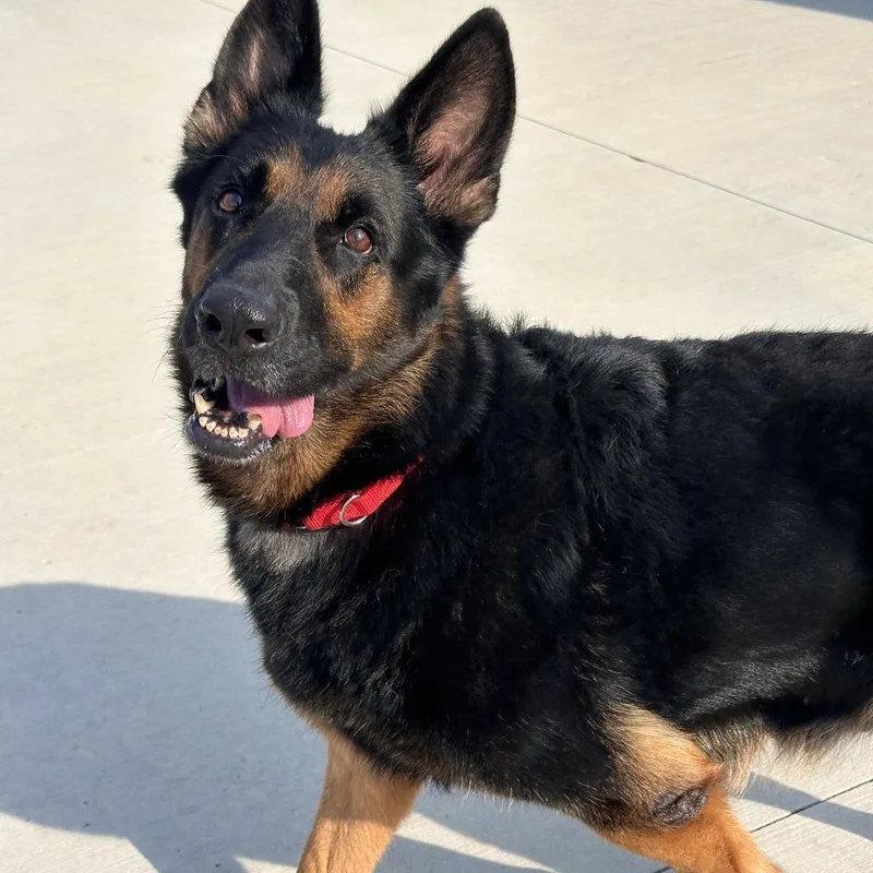 An adult large-sized female Black German Shepherd Dog named Plot Twist for adoption in Matteson, IL