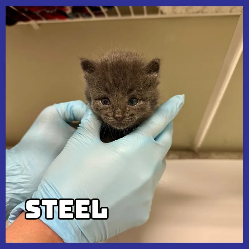 Steel