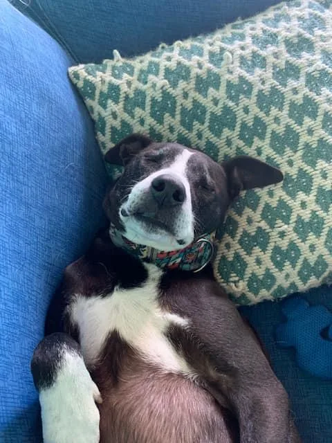 Baxter thumbnail 4