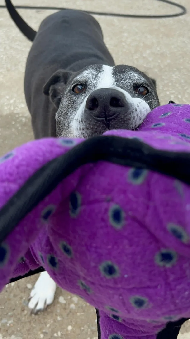Baxter thumbnail 5