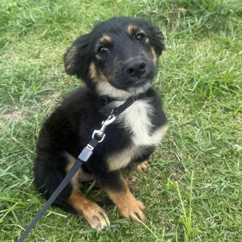 A baby medium-sized male Black Australian Shepherd dog named Cornflakes “crunchy Little Charmer for adoption in New York, NY