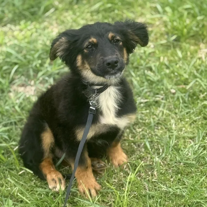 Cornflakes “crunchy Little Charmer thumbnail 2