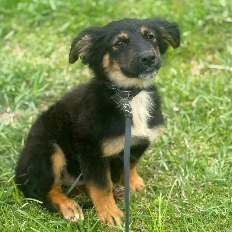 Cornflakes “crunchy Little Charmer thumbnail 3