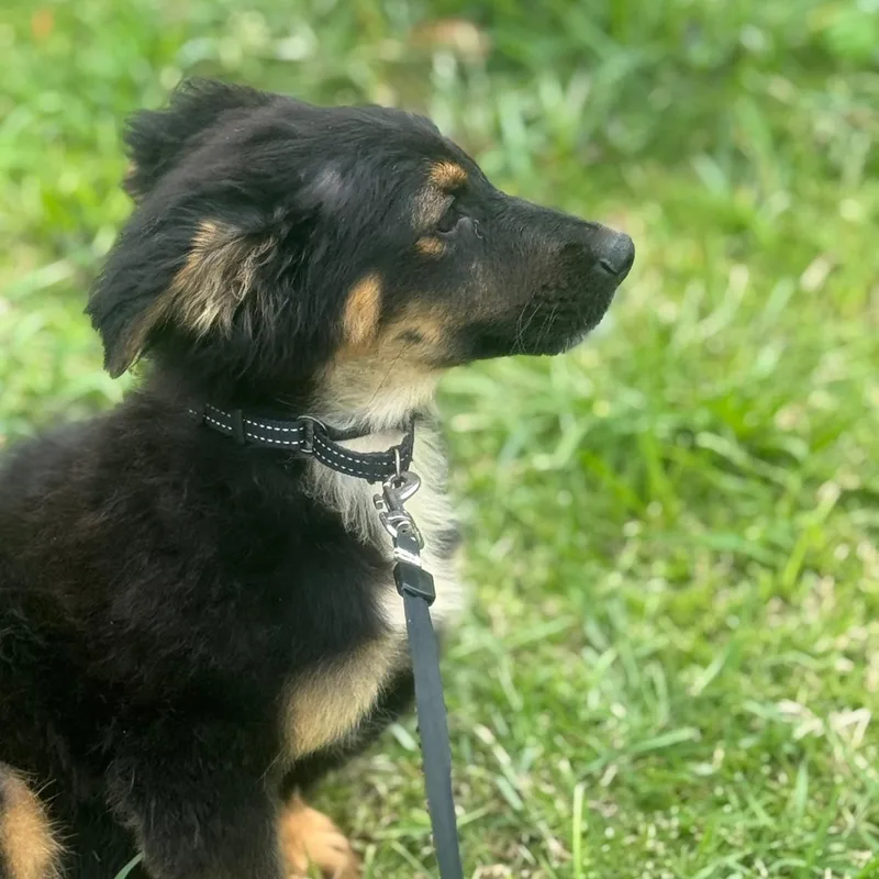 Cornflakes “crunchy Little Charmer thumbnail 4