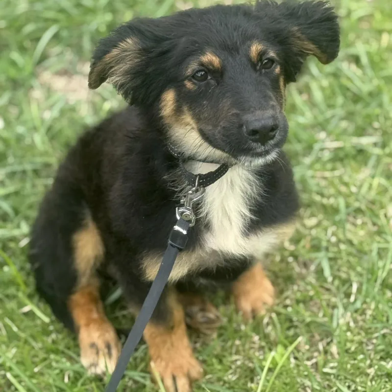 Cornflakes “crunchy Little Charmer thumbnail 5