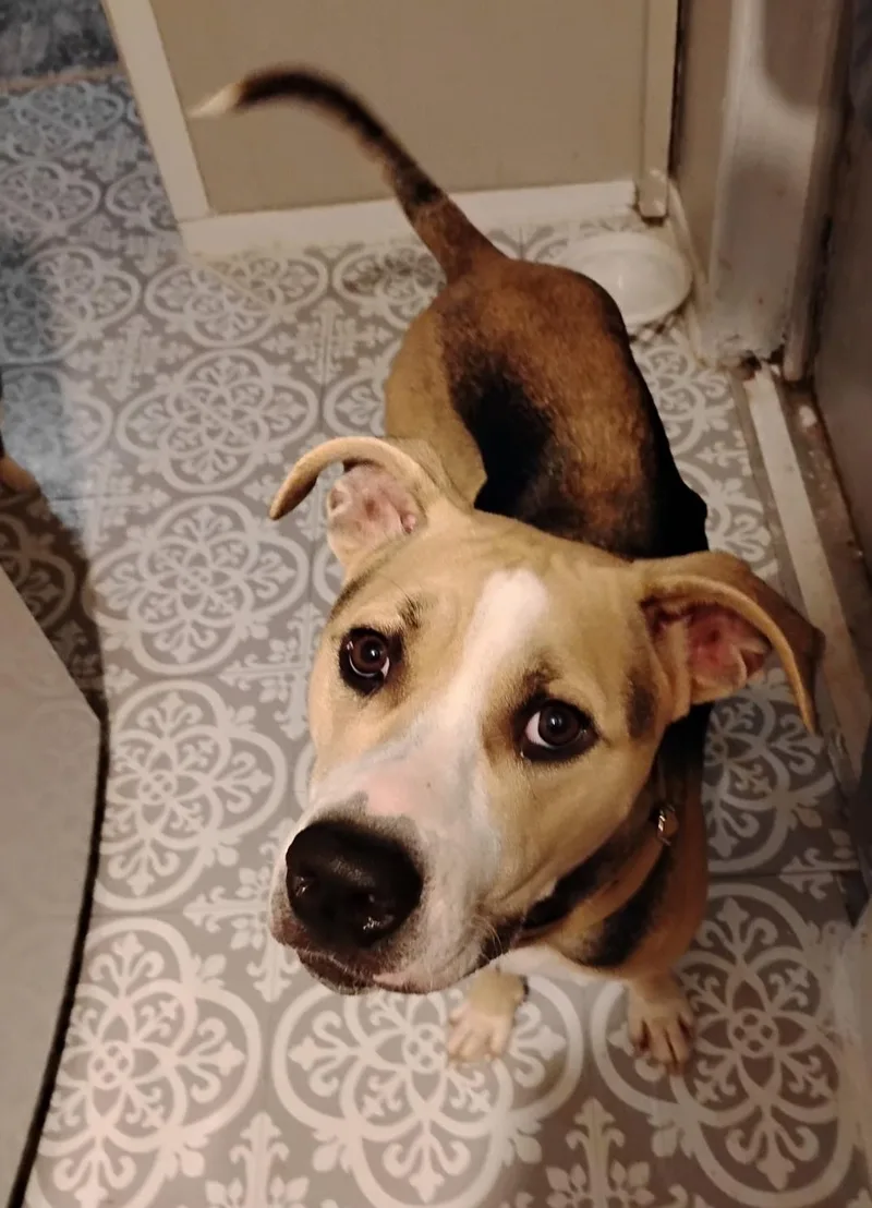An adult large-sized female American Foxhound dog named Marshmellow for adoption in merrillville, IN