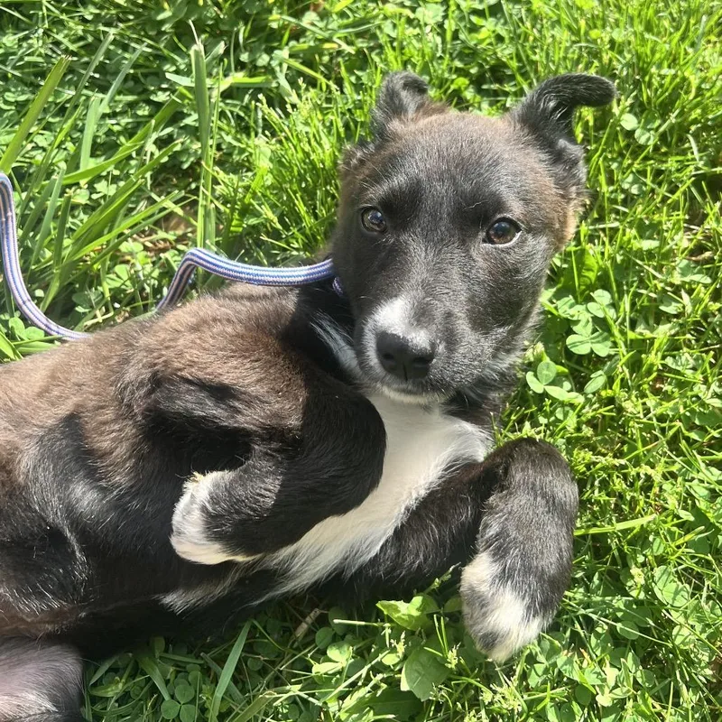 A baby medium-sized female Black Terrier dog named Bree for adoption in Allentown, PA